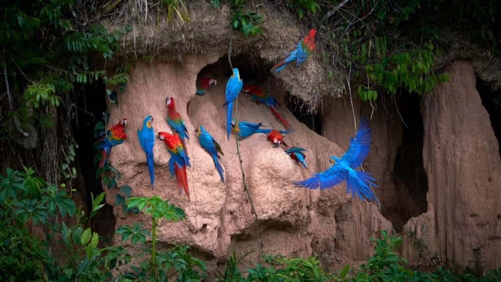 Guacamayos rojos, azules y amarillos sobre la pared de arcilla de una collpa de guacamayos en Tambopata