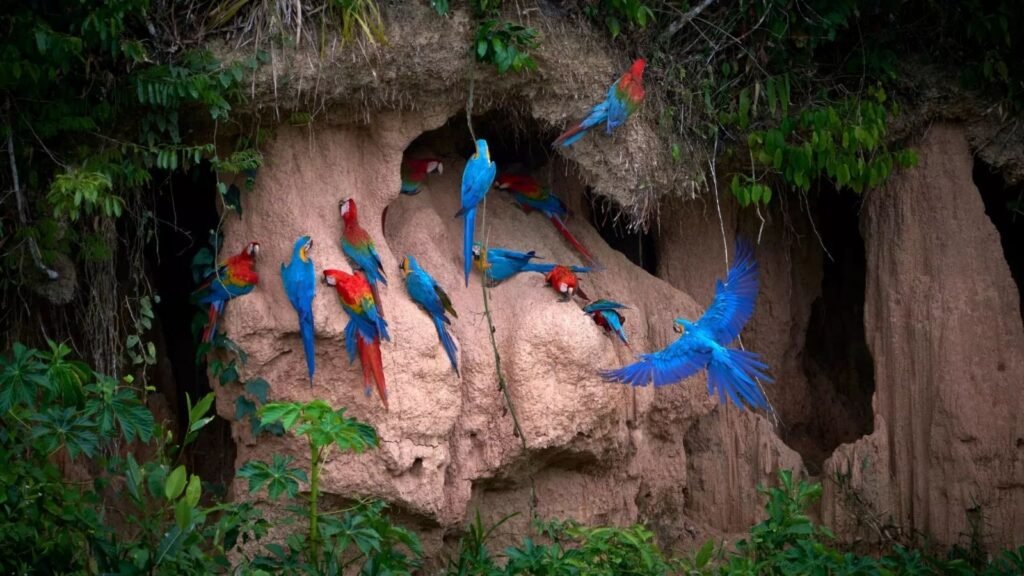 Collpa de guacamayos en Tambopata