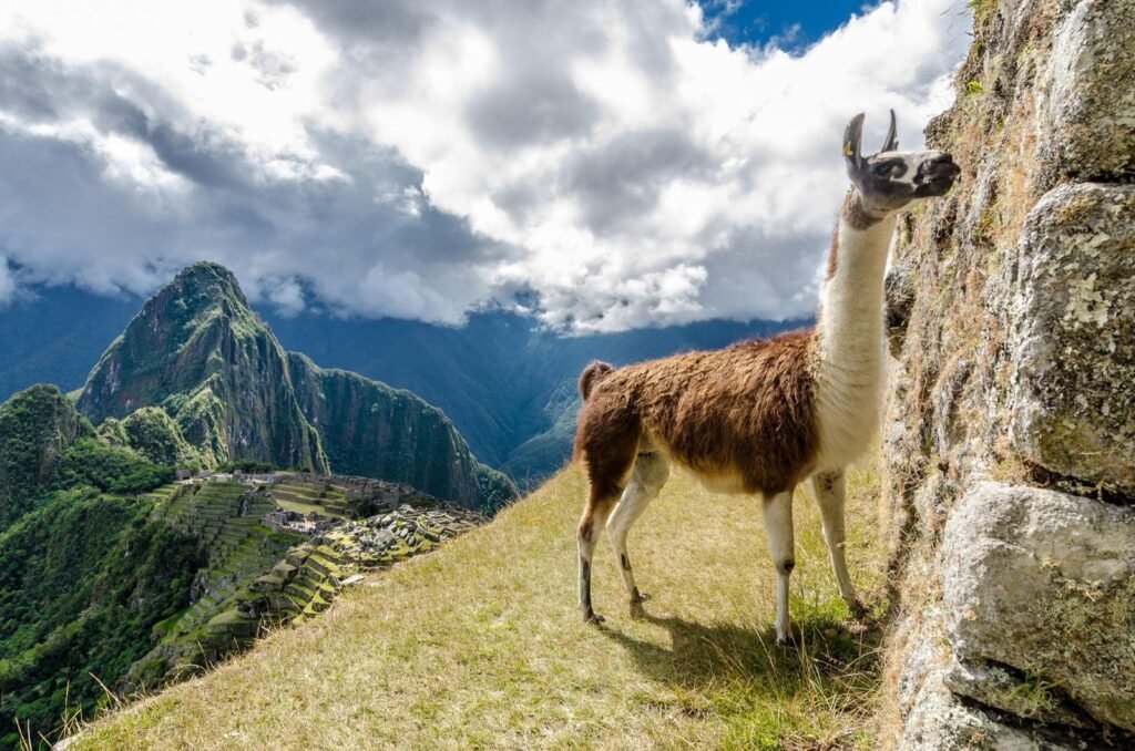 Llama junto a un muro de piedra con la ciudadela de Machu Picchu al fondo