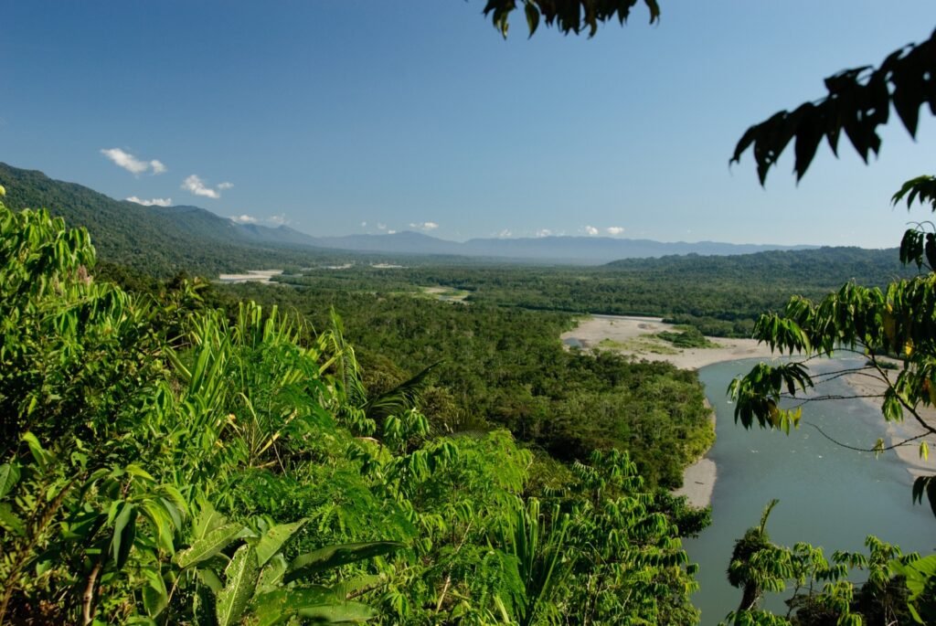 Río y bosque amazónico de Manu visto desde un mirador entre árboles